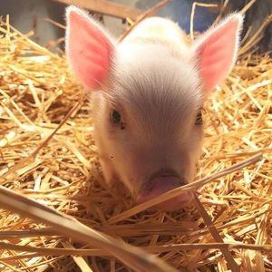 Meet your Posher, Courtney